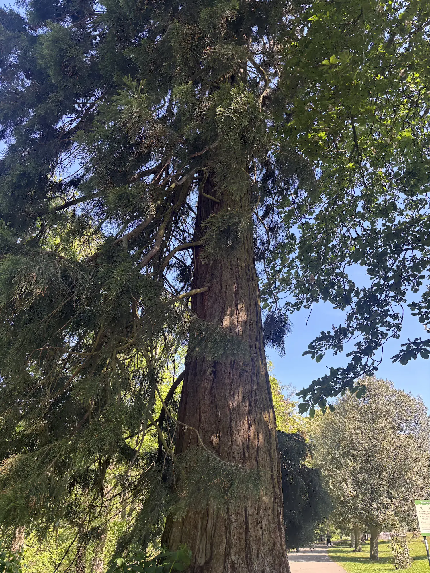 Shrubsy Art Tree