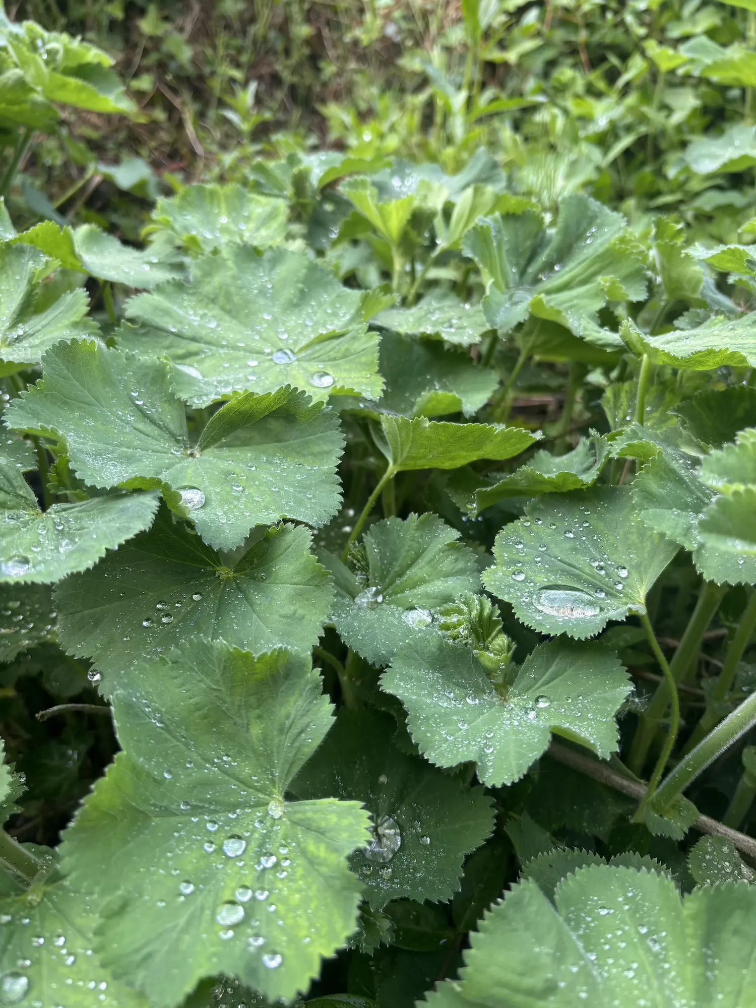 Shrubsy Art Raindrops